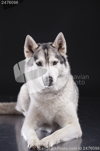 Image of siberian husky