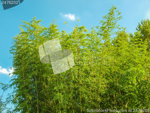 Image of Bamboo plants