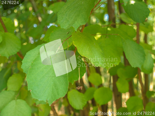 Image of Hazel tree leaf