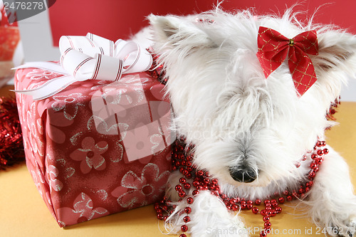 Image of White puppy
