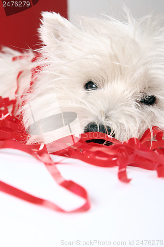 Image of White puppy