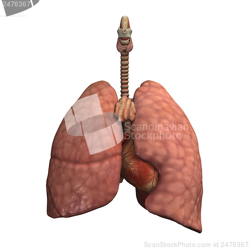 Image of Healthy Lungs