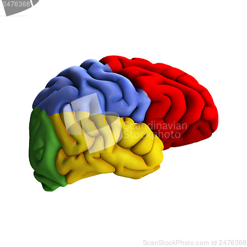 Image of Brain Diagram