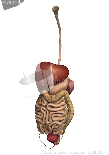 Image of Human Guts