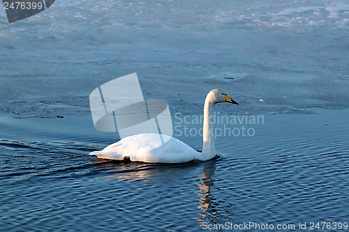 Image of Whooper swan