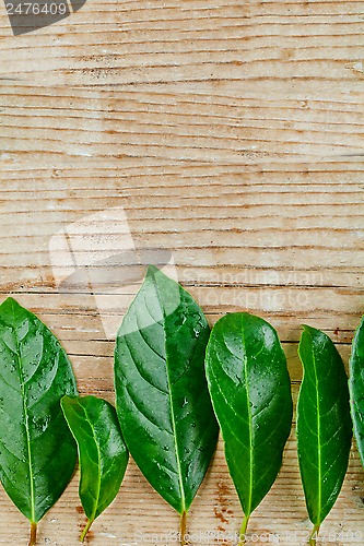 Image of leaves on rustic wooden background 