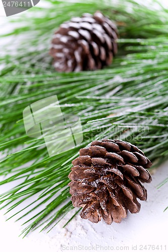 Image of fir tree branch with pinecones 