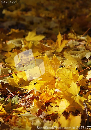 Image of Beautiful fall foliage of maple tree