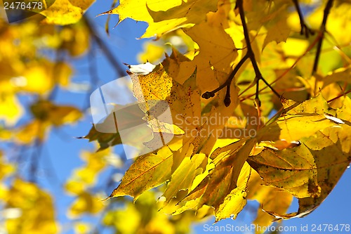 Image of Branch of yellow autumn maple