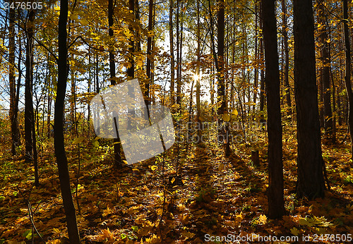 Image of autumn forest with sun