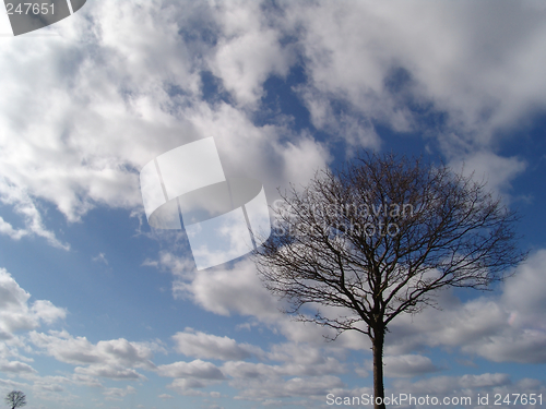 Image of tree and sky