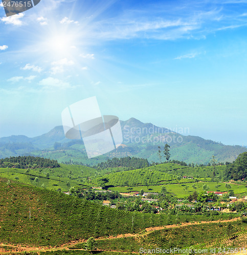 Image of mountain tea plantation landscape in India