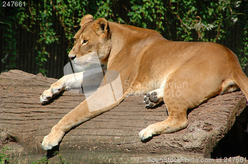 Image of Lion