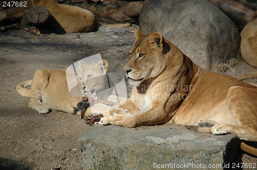 Image of Lions