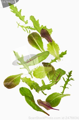 Image of Green lettuce salad leafs