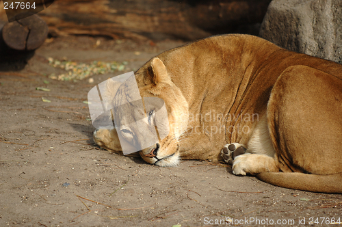Image of Lion resting
