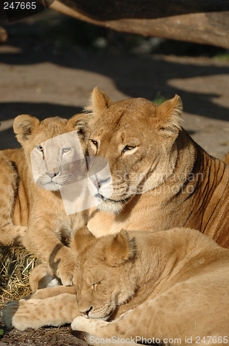 Image of Lion family