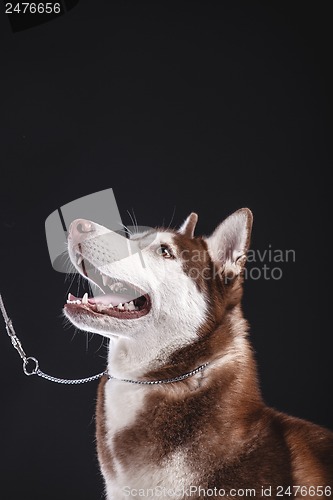 Image of siberian husky