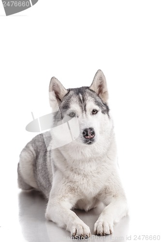 Image of siberian husky