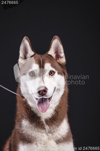 Image of siberian husky