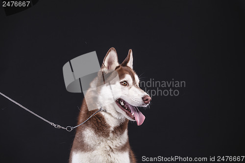 Image of siberian husky