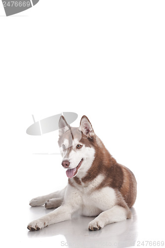 Image of siberian husky