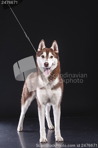 Image of siberian husky