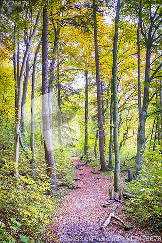 Image of Trail with foliage in a forest in autumn