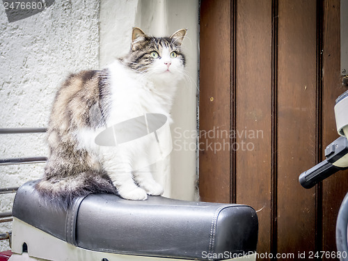 Image of cat is sitting on motorbike