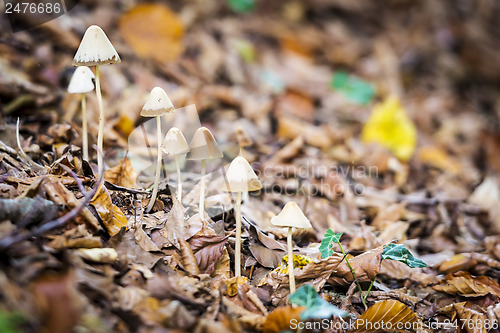 Image of bonnet in forest