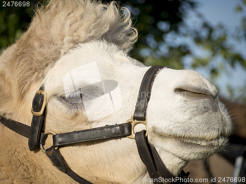 Image of Portrait of a camel