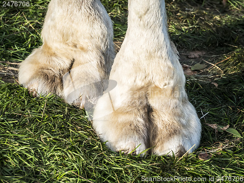 Image of Feet of camel