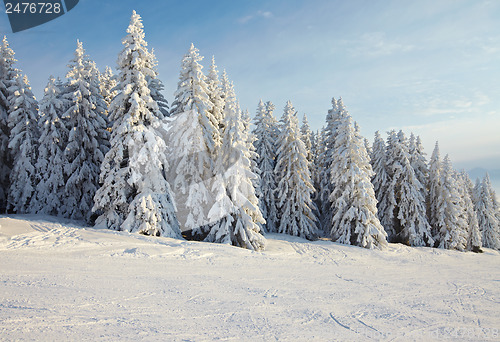 Image of Winter Landscape