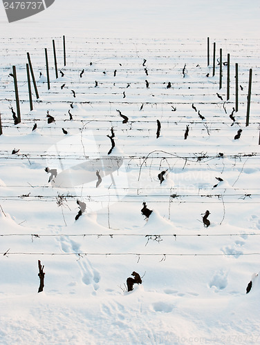 Image of Tuscany: wineyard in winter