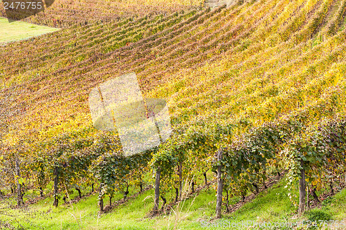 Image of Italian Vineyard