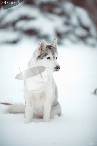 Image of siberian husky