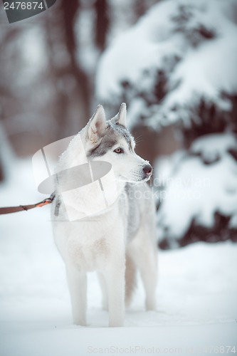 Image of siberian husky