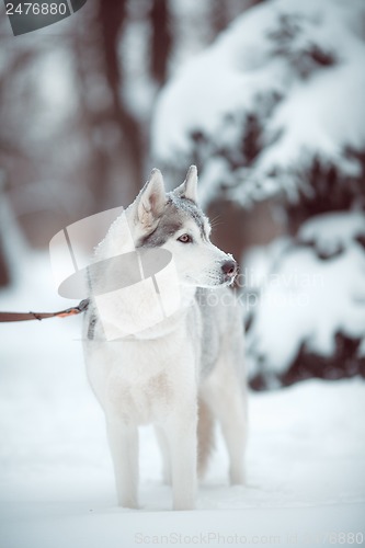 Image of siberian husky