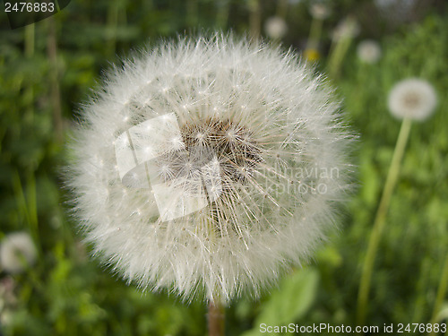 Image of Happy Dandelion