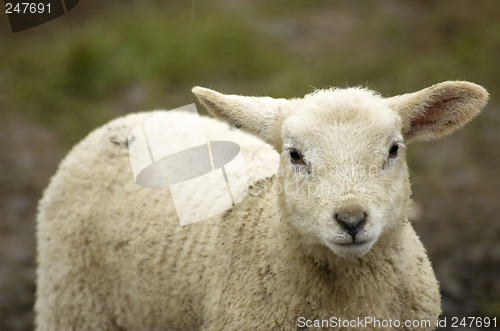 Image of Lamb