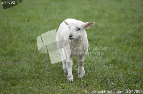 Image of Lamb