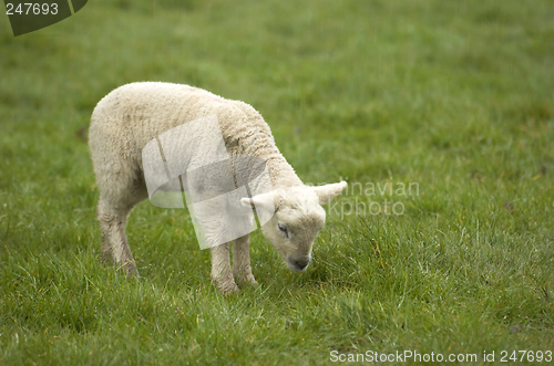 Image of Lamb