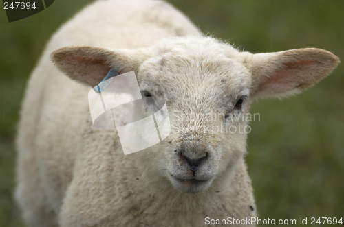 Image of Lamb