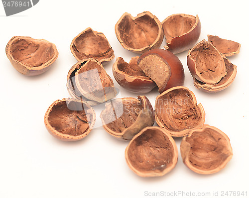 Image of nut shell