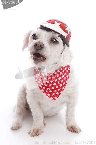 Image of Tough biker dog barking