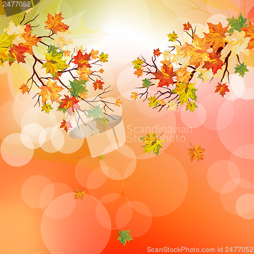 Image of Autumn maple leaves