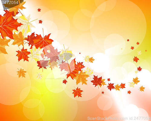 Image of Autumn maple leaves
