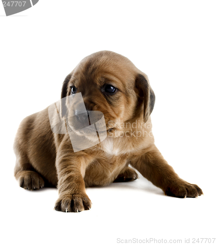 Image of Cute Puppy