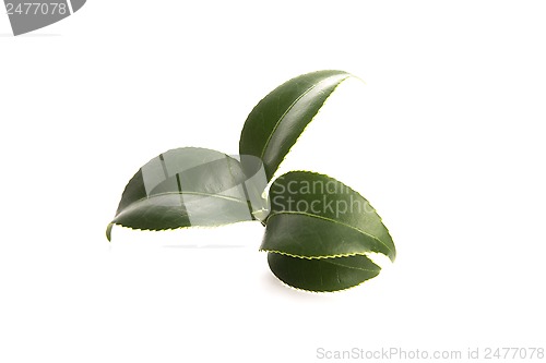 Image of fresh tea leaves isoalted on the white background