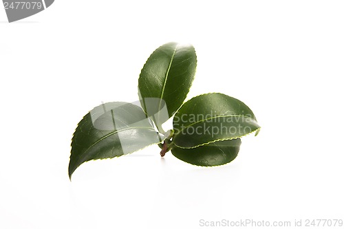 Image of fresh tea leaves isoalted on the white background